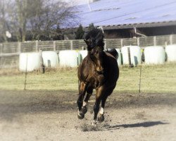 horse Mona (German Riding Pony, 1994, from Navajo)