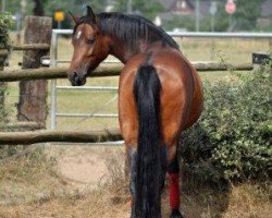 broodmare Taiga (German Riding Pony, 2006, from Llanarth Mostyn Triton)