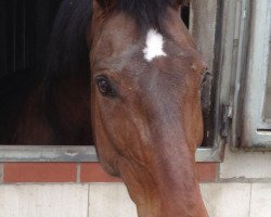 dressage horse Dorino 27 (Hanoverian, 1994, from Donnerschlag)