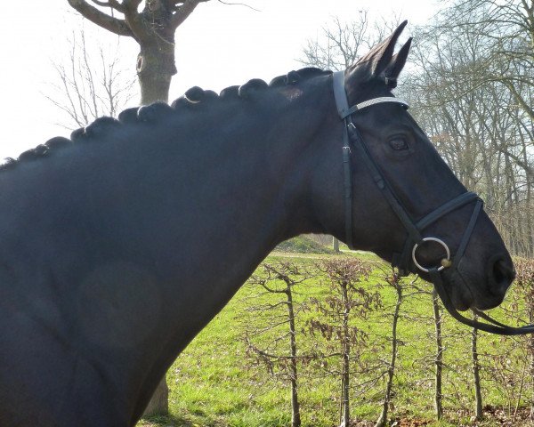 dressage horse Lord Delight (Rhinelander, 2006, from Lord Loxley I)