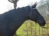 dressage horse Lord Delight (Rhinelander, 2006, from Lord Loxley I)