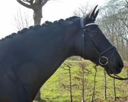 dressage horse Lord Delight (Rheinländer, 2006, from Lord Loxley I)