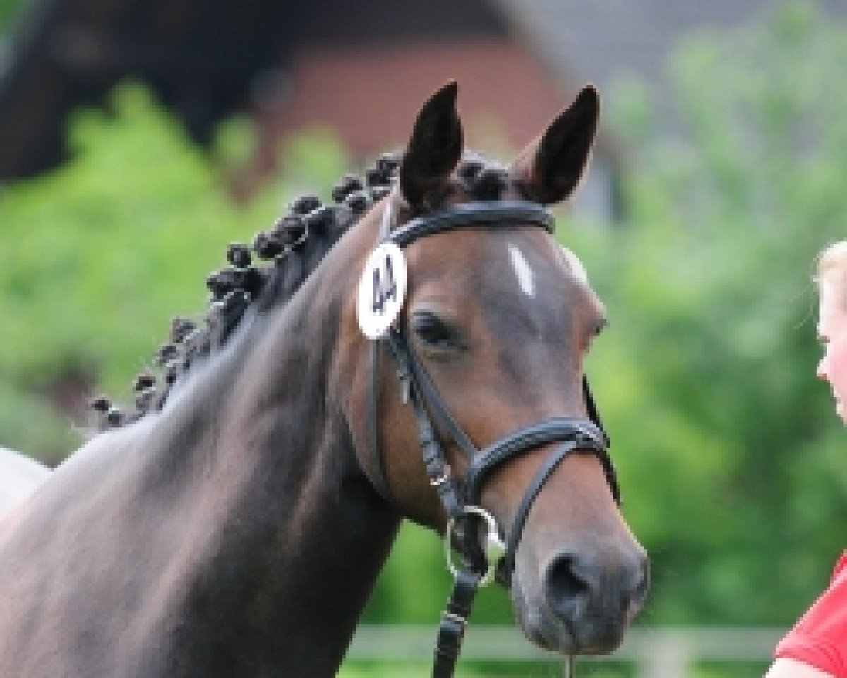 Zuchtstute Nevertheless (Deutsches Reitpony, 2003, von Vincente)