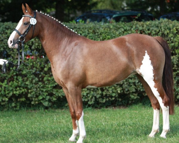 broodmare Great Stripe H (German Riding Pony, 2010, from Davenport II)