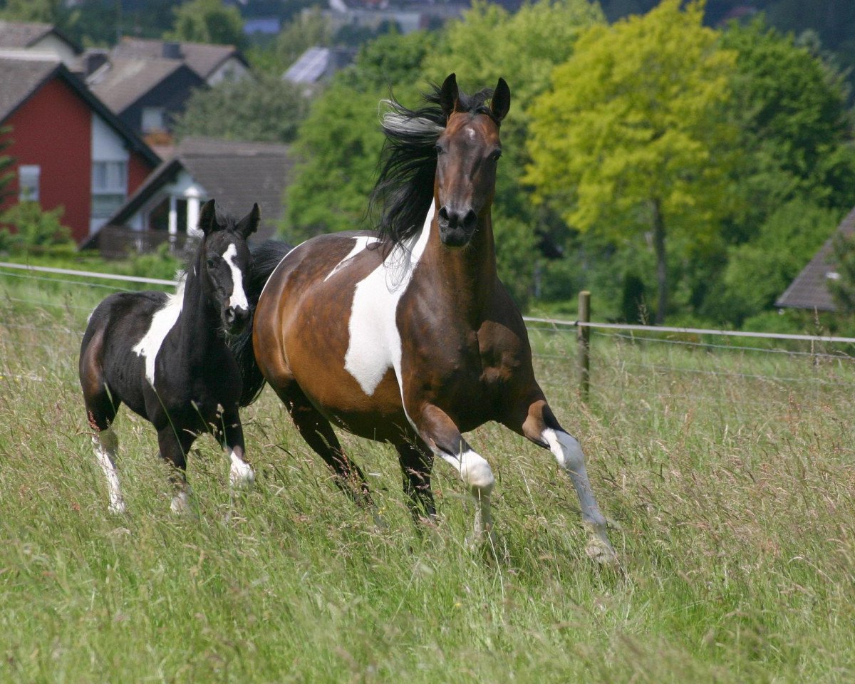 broodmare Memory 111 (Pinto / Small Riding Horse, 2000, from Epik)