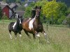 broodmare Memory 111 (Pinto / Small Riding Horse, 2000, from Epik)