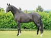 dressage horse Hohenzollern (Hanoverian, 2005, from Hochadel)