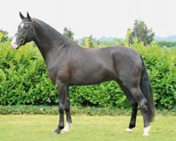 dressage horse Hohenzollern (Hanoverian, 2005, from Hochadel)