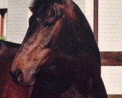 horse Marmorett 2 (Hannoveraner, 1995, from Matcho AA)