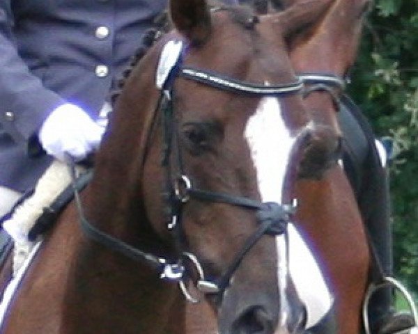 jumper Matchito (German Riding Pony, 2006, from Mephisto 331)
