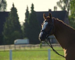 dressage horse Renar Royal (Rhinelander, 2001, from Bmc Roman Nature)