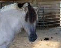 broodmare Urmel (Fjord Horse, 1985, from Imre)