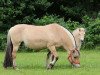 broodmare Merle (Fjord Horse, 1996, from Mosby BPH)