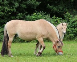 broodmare Merle (Fjord Horse, 1996, from Mosby BPH)