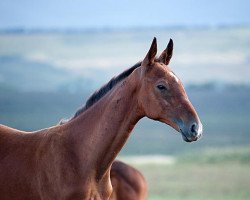 horse Gepard-Dag (Akhal-Teke, 2010, from Gench)