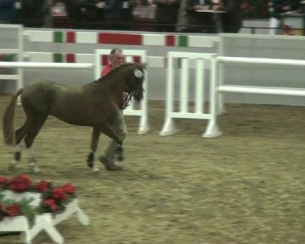 Hauptkörung NRW 2012 für Kleinpferdehengste
01.12.2012 - 02.12.2012 
Reitponys Freilaufen und Freispringen 
