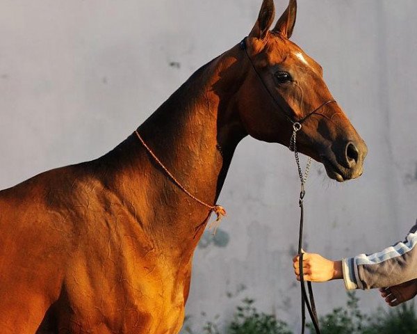 horse Gaiba (Akhal-Teke, 2010, from Gench)