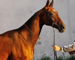 horse Gaiba (Akhal-Teke, 2010, from Gench)