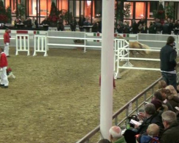 Hauptkörung NRW 2012 für Kleinpferdehengste
01.12.2012 - 02.12.2012 
Reitponys Freilaufen und Freispringen 
