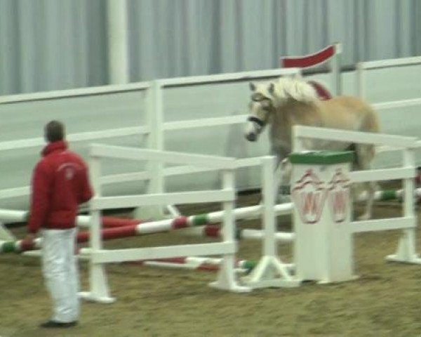 Hauptkörung NRW 2012 für Kleinpferdehengste
01.12.2012 - 02.12.2012 
Reitponys Freilaufen und Freispringen 
