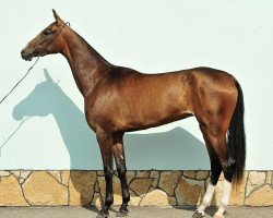 horse Kaida (Akhal-Teke, 2010, from Agakhan-Dag)