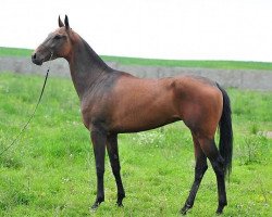 broodmare Sunna (Akhal-Teke, 2009, from Gjaurs)