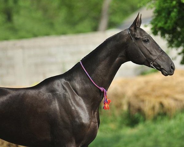 horse Almaskhan (Akhal-Teke, 2009, from Amuzgi)