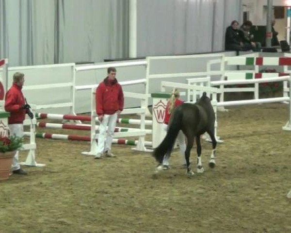 Hauptkörung NRW 2012 für Kleinpferdehengste
01.12.2012 - 02.12.2012
Reitponys Freilaufen und Freispringen