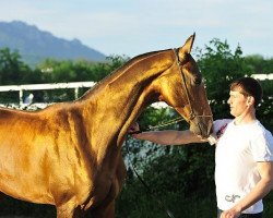 horse Djumali (Akhal-Teke, 2009, from Amuzgi)