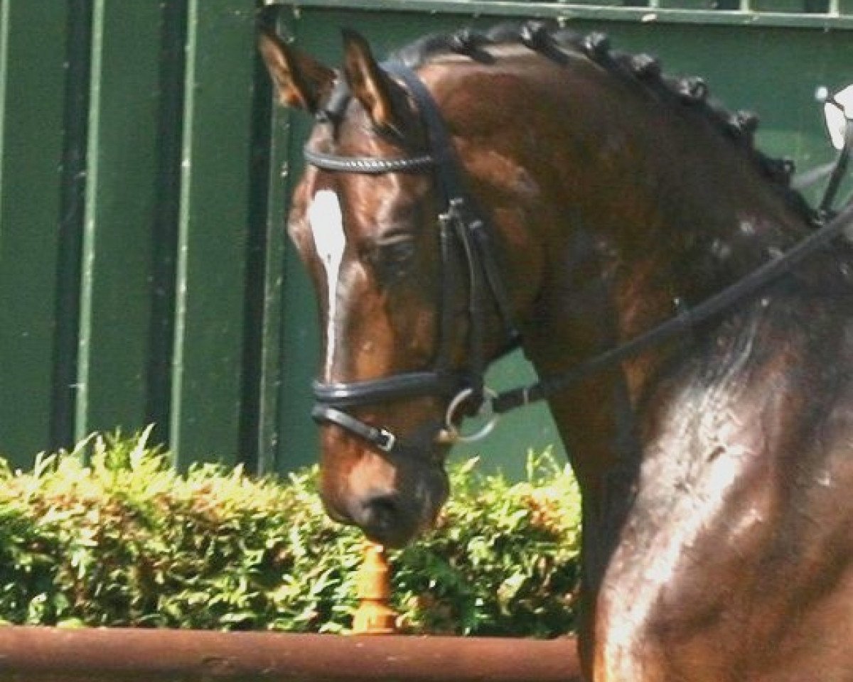 horse Walon d'Etienne (Westphalian, 1994, from Williams)