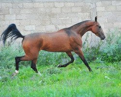 horse Gelin (Akhal-Teke, 2009, from Gjaurs)