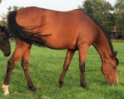 broodmare Nova Star d'Ive Z (Zangersheide riding horse, 2012, from Nabab de Reve)