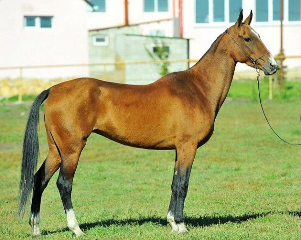 horse Suyun (Akhal-Teke, 2009, from Sirolan)