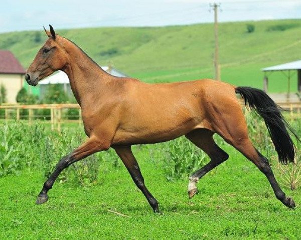 broodmare Umma (Akhal-Teke, 2009, from Amuzgi)