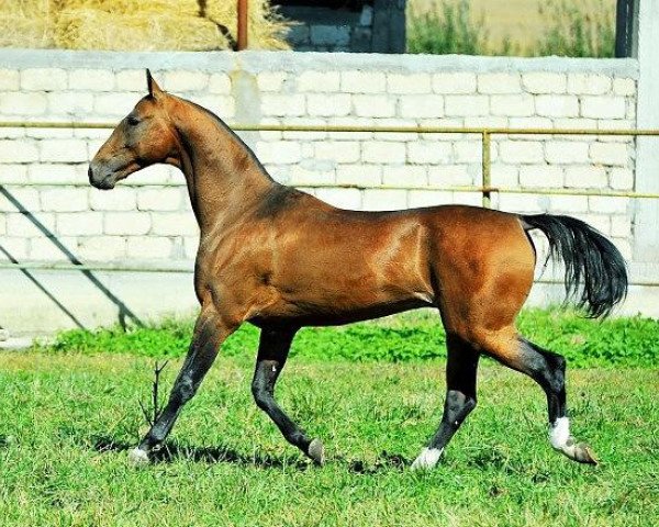 horse Mogoh (Akhal-Teke, 2008, from Makhtum)