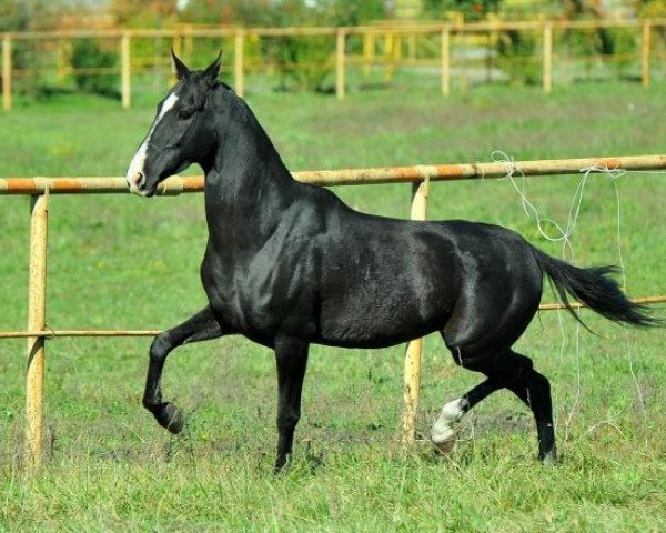 Pferd Zurbekha (Achal Tekkiner, 2008, von Amuzgi)