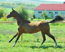 horse Urma (Akhal-Teke, 2008, from Amuzgi)