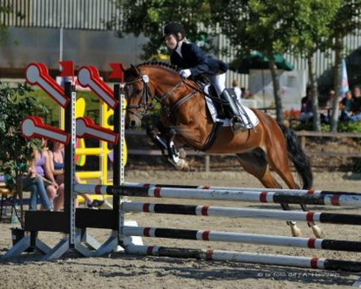 stallion Buenteeichen Cantango (German Riding Pony, 1998, from Champino)