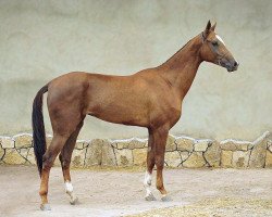 horse Saudi (Akhal-Teke, 2008, from Makhtum)