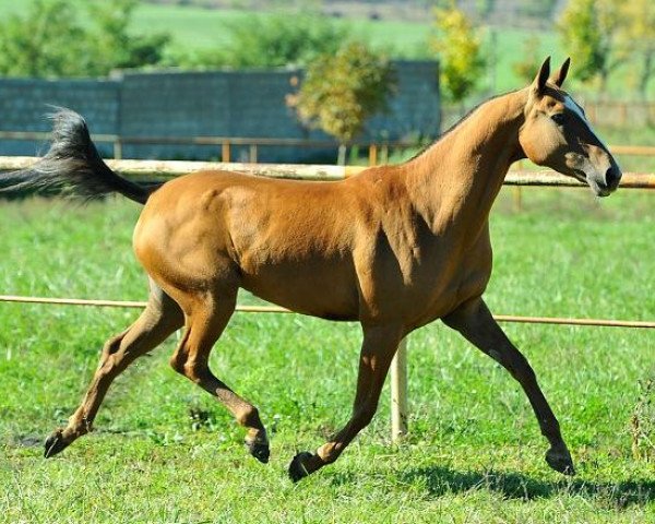 Zuchtstute Safinat (Achal Tekkiner, 2008, von Amuzgi)