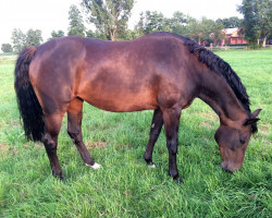 broodmare Fabiola GH (Württemberger, 2004, from French Kiss)