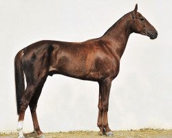 horse Nur (Akhal-Teke, 2008, from Garausup)