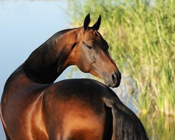 stallion Saburbek (Akhal-Teke, 2005, from Garausup)