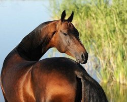 stallion Saburbek (Akhal-Teke, 2005, from Garausup)