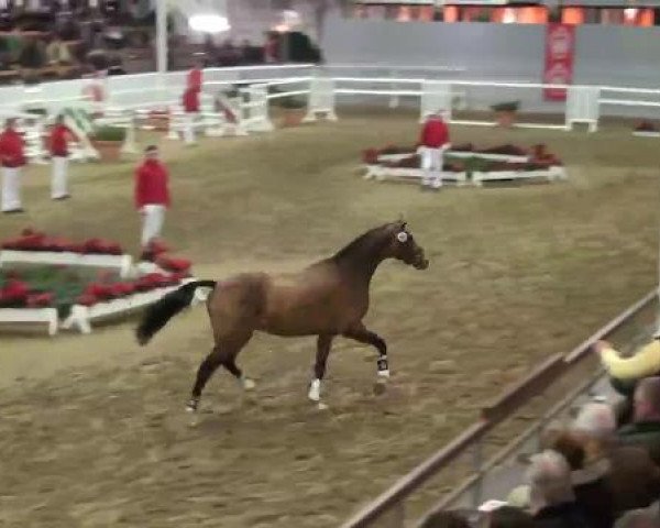 22. NRW-Körung Reitpferdehengste 2012
Dienstag, den 27.11.2012
Freispringen