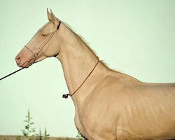 horse Salam (Akhal-Teke, 2008, from Saivan)