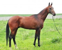 horse Andi (Akhal-Teke, 2008, from Dagomys 9)