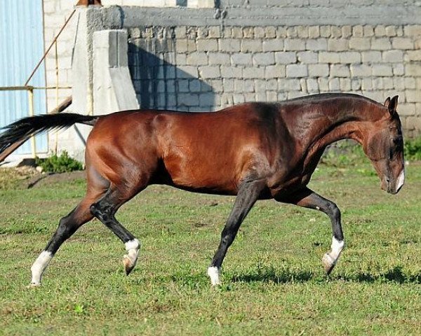 horse Tulpar-Dag (Akhal-Teke, 2007, from Garausup)