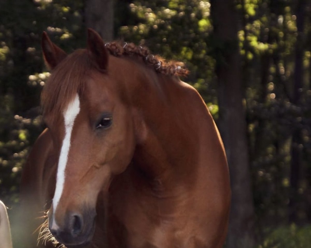 dressage horse Hesselteichs Arcado (Westphalian, 2008, from Donnerwetter)