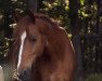 dressage horse Hesselteichs Arcado (Westphalian, 2008, from Donnerwetter)